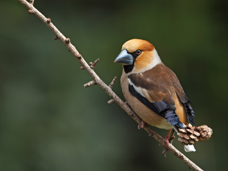 Coccothraustes coccothraustes Hawfinch Appelvink